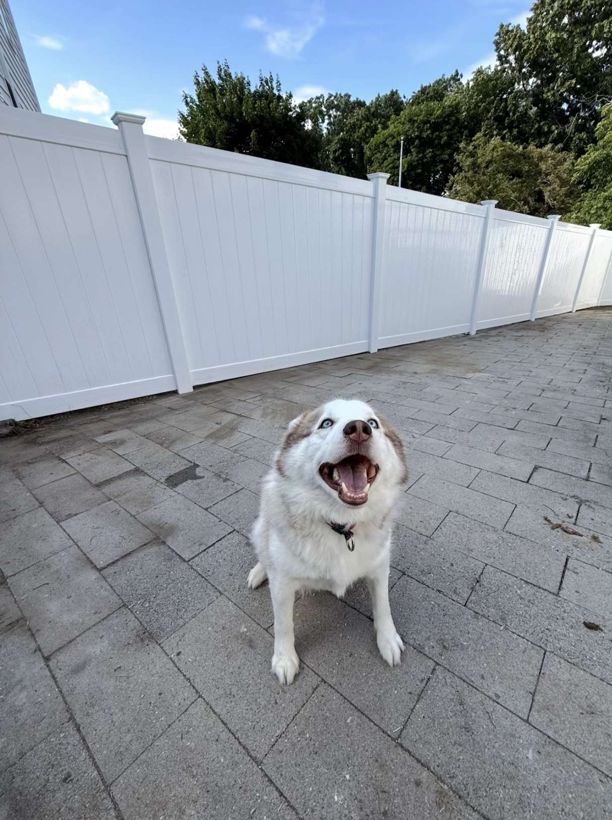 Happy dog in front of an Ace Fence vinyl privacy fence